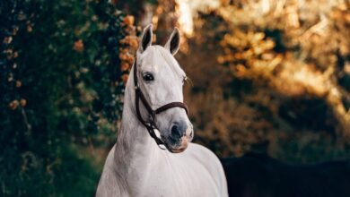 towergate horse insurance