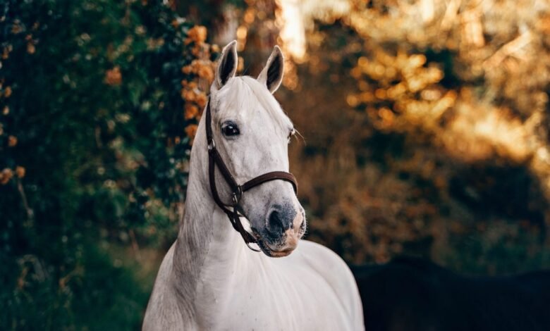 towergate horse insurance